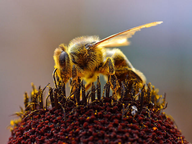 Pure Honey